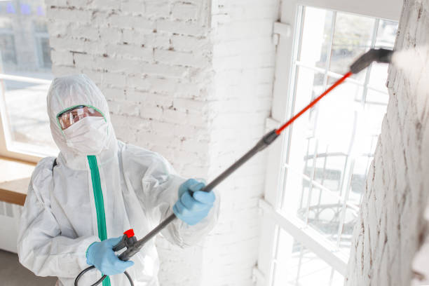 Best Commercial Mold Inspection  in Rector, AR